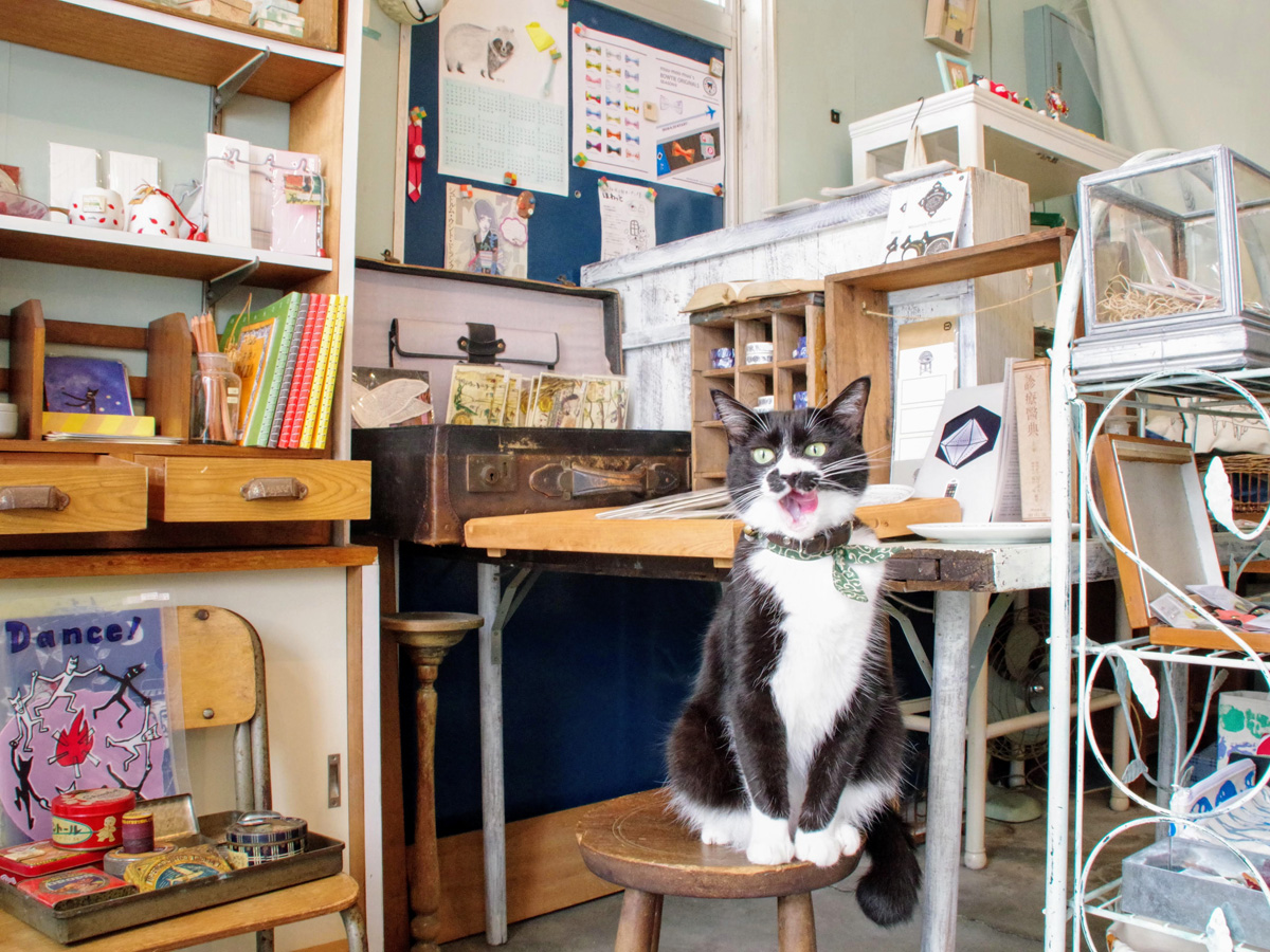 看板猫のてぶくろちゃんに会いに行こう。元薬局の雑貨店で宝探し