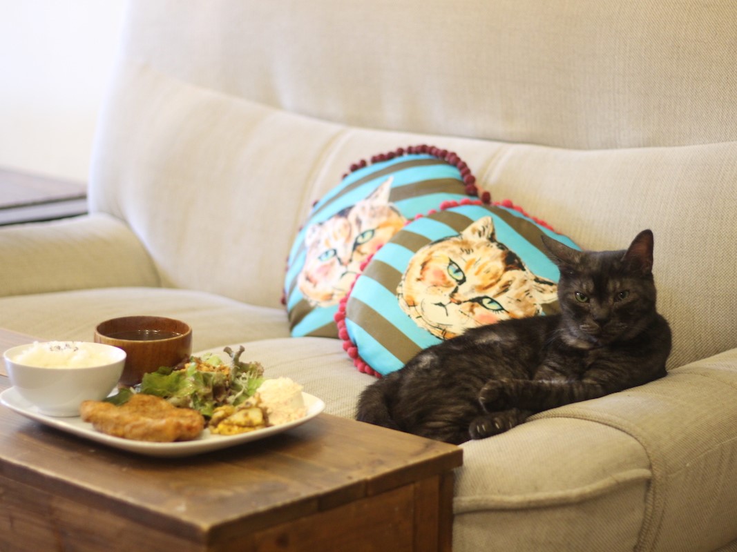 猫好きさんに行ってもらいたい癒しカフェは、ごはんもスイーツも絶品です
