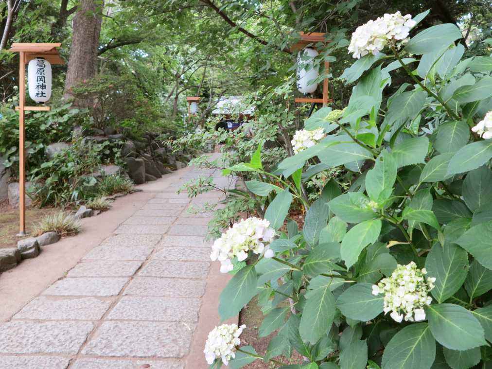 鎌倉のあじさいウォッチの穴場発見！縁結びのパワースポット「葛原岡神社」