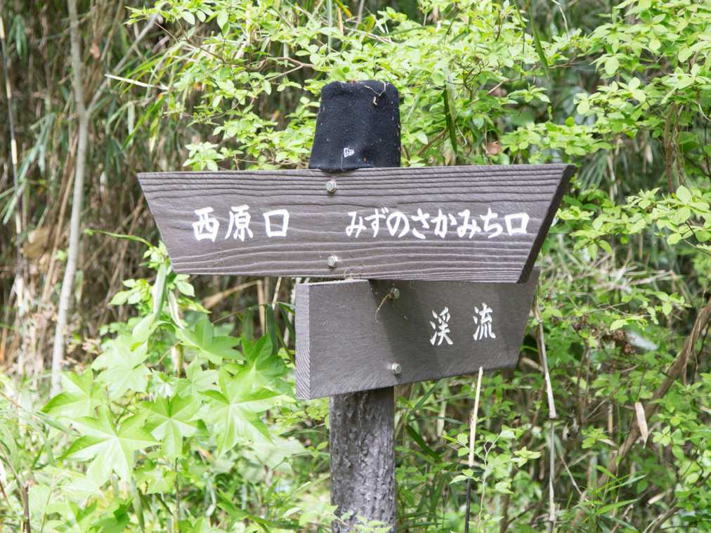 リアルジャングルクルーズ!?住宅街の中の秘境、横浜「陣ケ下渓谷公園」でお気軽トレッキング