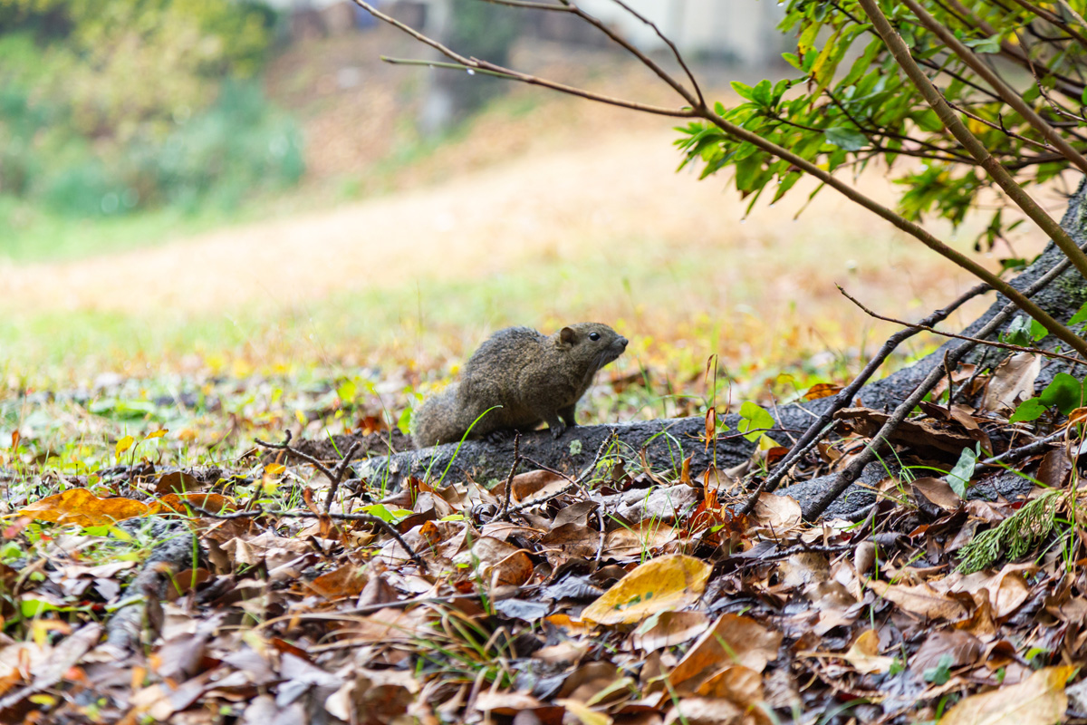 参拝途中でかわいいリスたちに出会えるかも