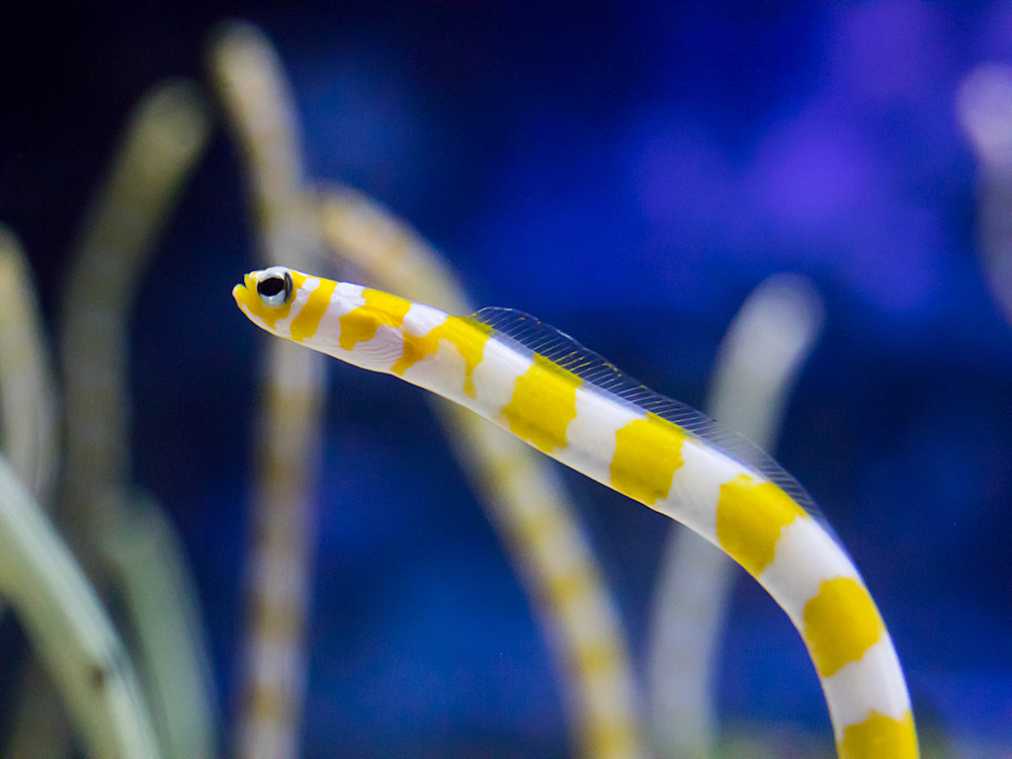 こちらは鮮やかなニシキアナゴ