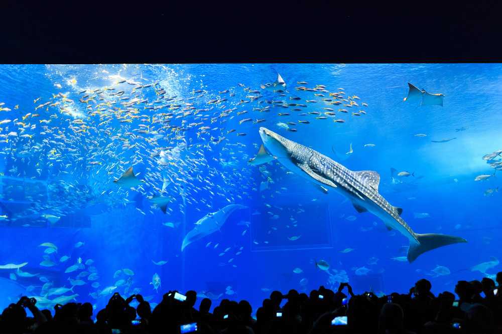 沖縄北部のおすすめドライブコース！人気No.1スポットの沖縄美ら海水族館と本部半島をぐるっとドライブ