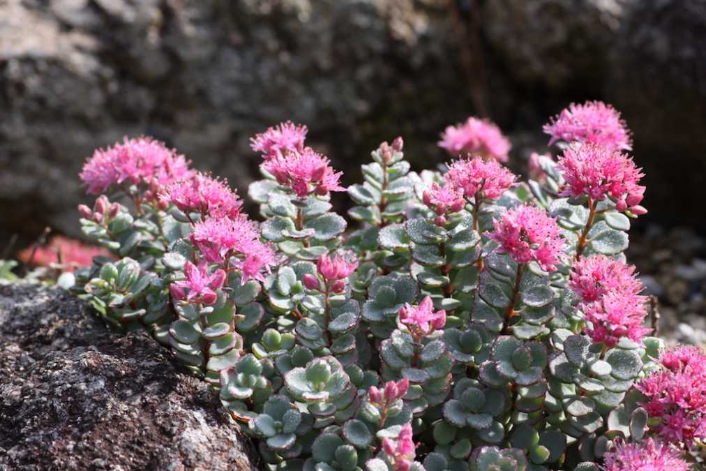 ヒダカミセバヤ