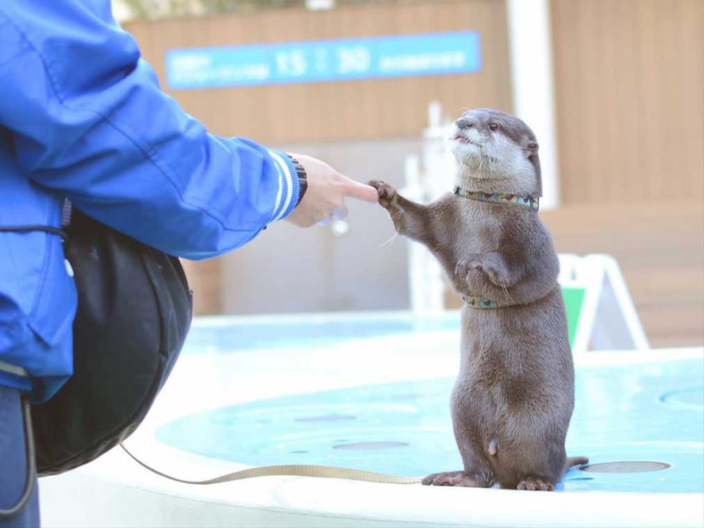 サンシャイン水族館に14:45に集合！カワウソのお散歩タイムがアイドルばりの愛らしさ