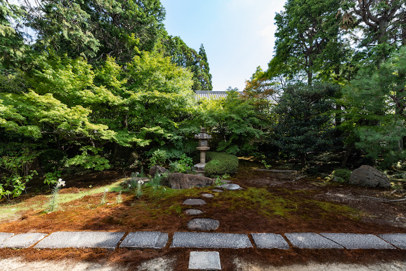 ほんの少し葉先が色づき始めている楓、2018年8月27日撮影