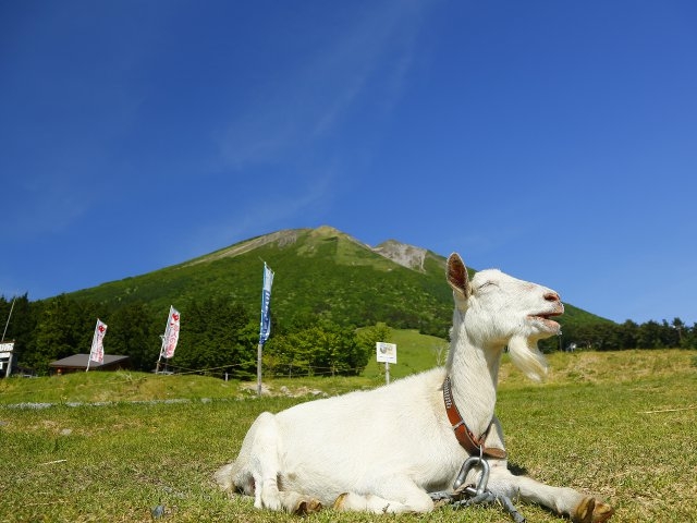 天空リフト乗り場横で出会えるヤギのペコちゃん