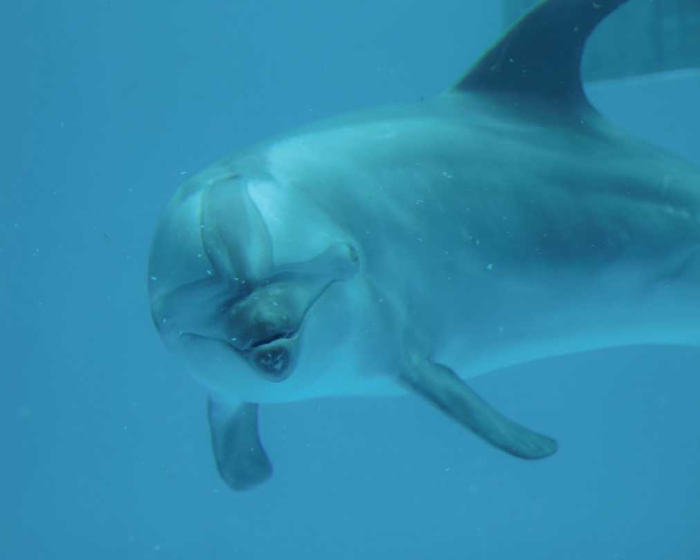 マゼランペンギン飼育数世界一！「上越市立水族博物館 うみが