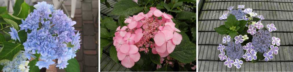 左から「八景ブルー」「八景ピンク」「シーパラブルー」