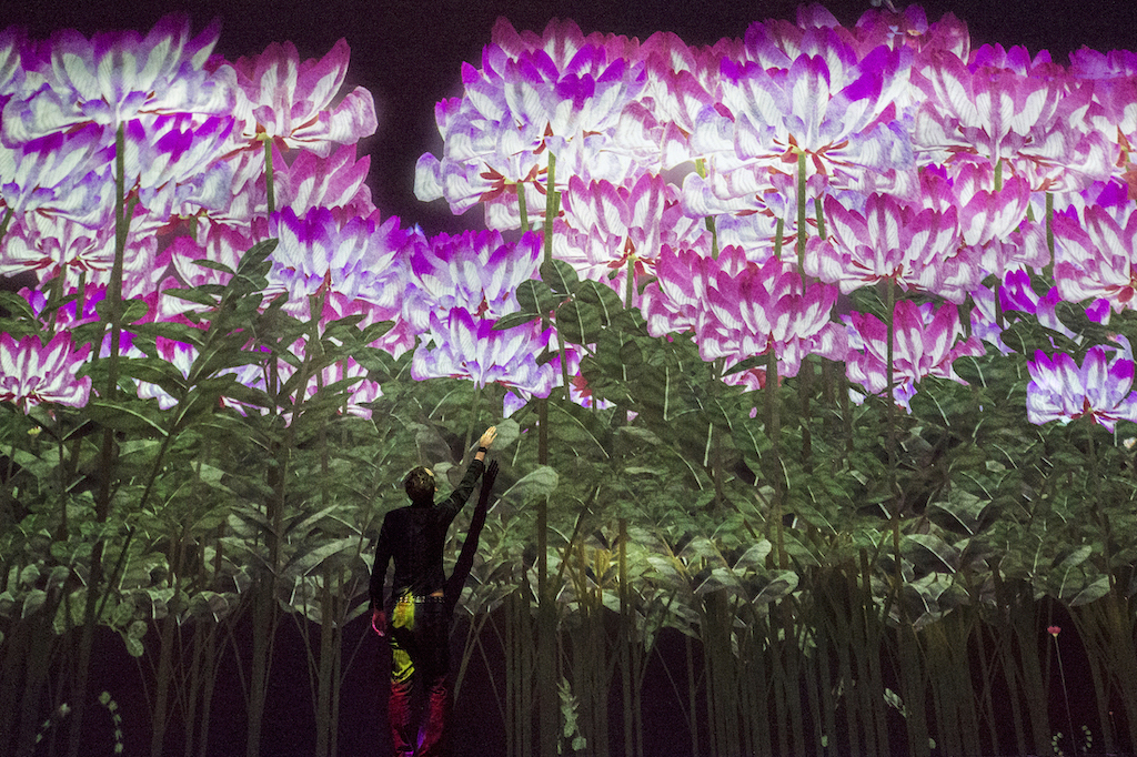 花の精霊 / Spirits of the Flowers　 teamLab, 2018, Interactive Digital Installation