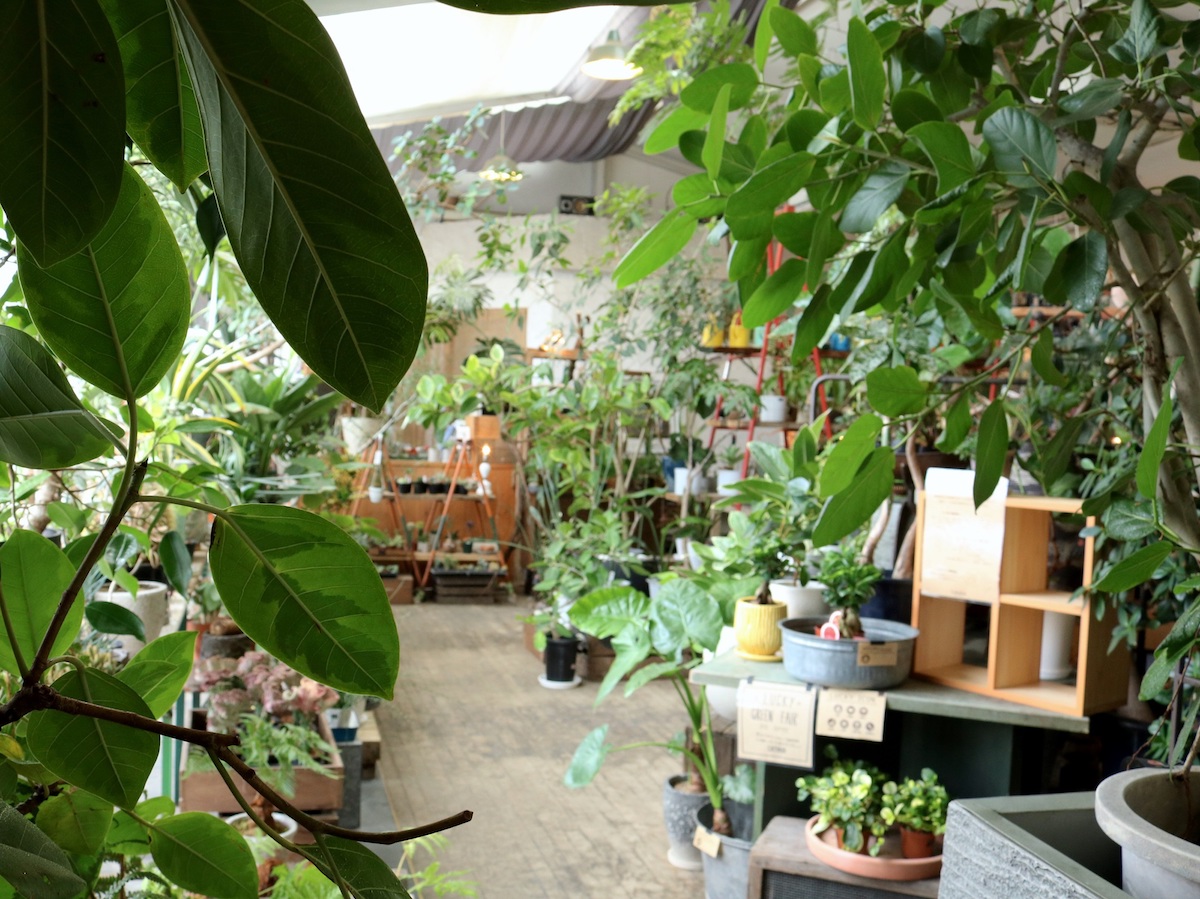 「二条城」から徒歩10分。癒しをくれるグリーンを探しに“植物の隠れ家”へ