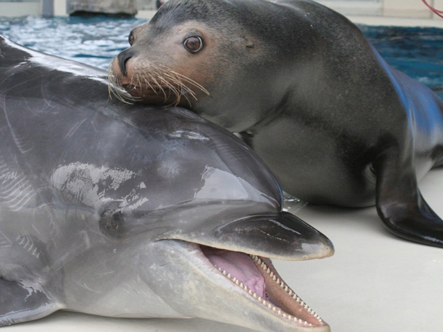 イルカとアシカの競演ステージ「アクアシアター」　@kaikyokan