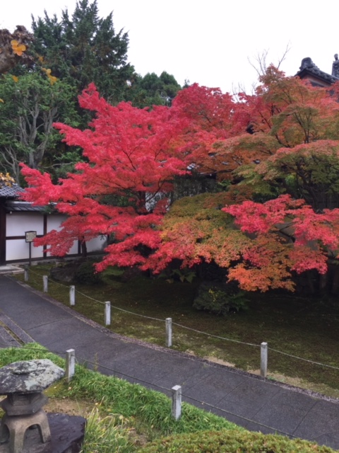 写真提供：京料理高澤　2016年11月中旬撮影