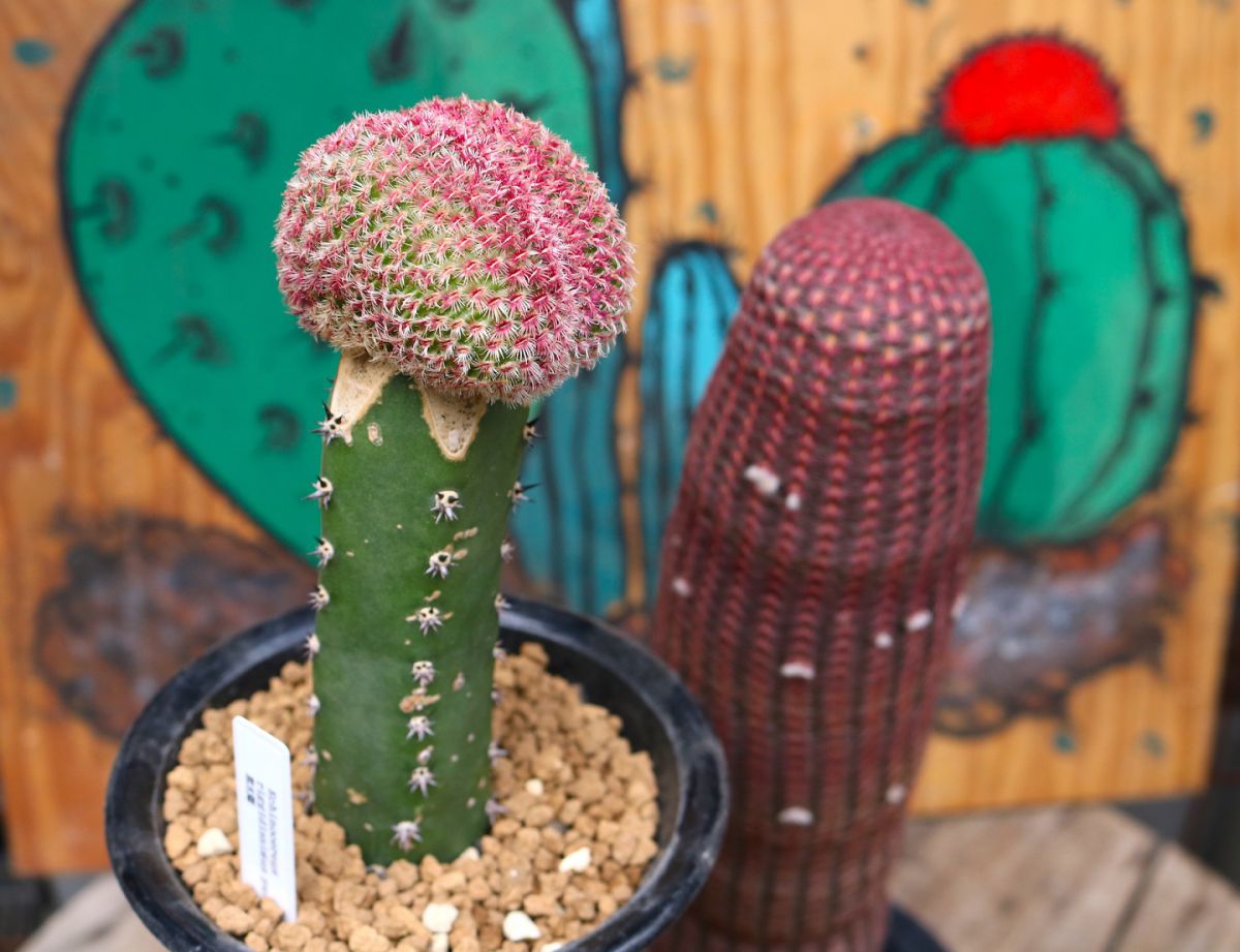 左：エキノセレウス属 紫太陽（綴化） 右：左と同じ紫太陽の自根