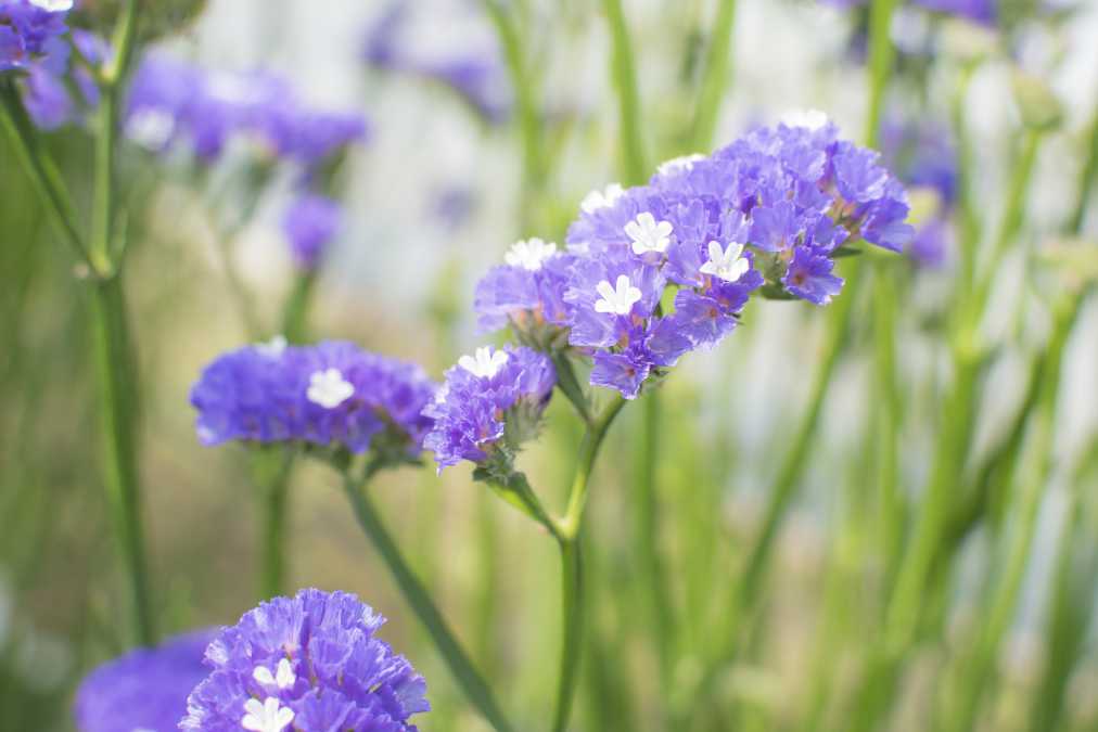 スターチスは1本150円。写真は紫の「がく」の花