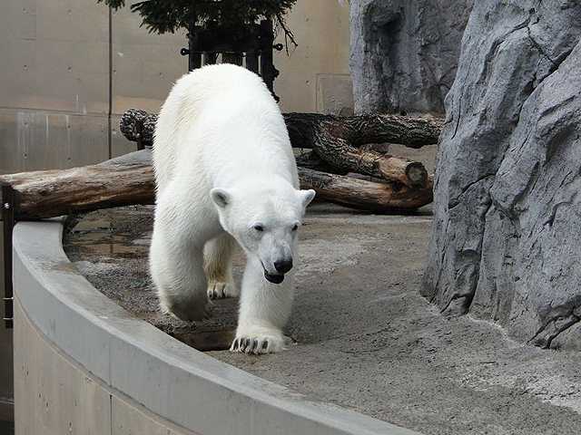 写真提供：旭川市旭山動物園