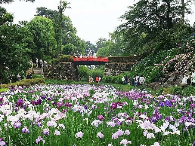 梅雨でもお花見！アジサイ＆ハナショウブが咲く「小田原城あじさい花菖蒲まつり」