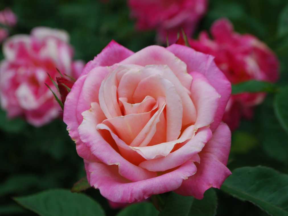 秋晴れの六甲山で、早咲きのバラを楽しむ「バラの小径 ローズウォーク」