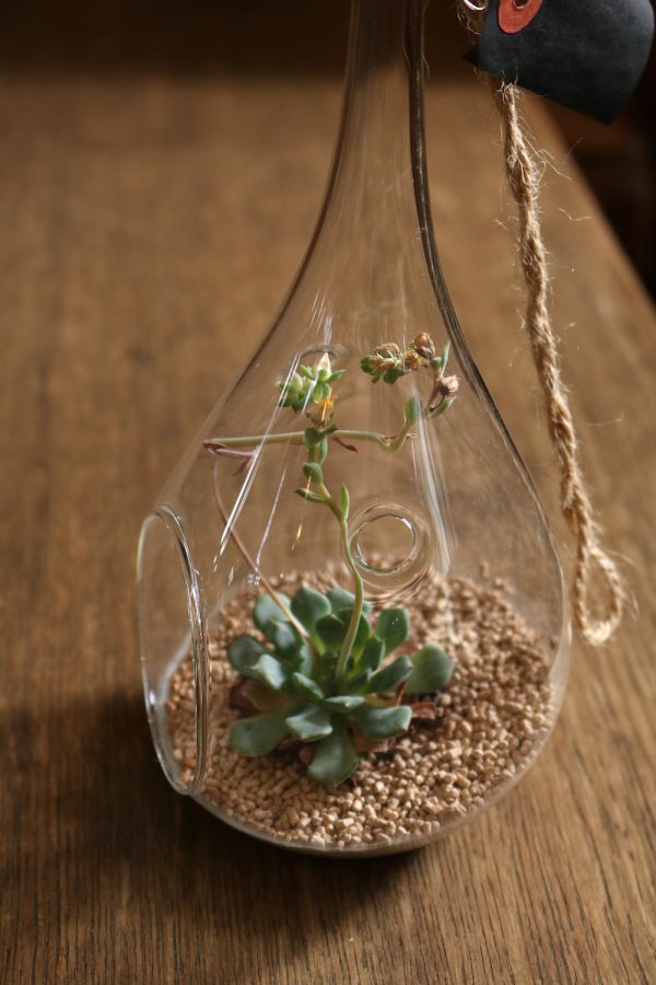 多肉植物＋セラミックソイル 3672円