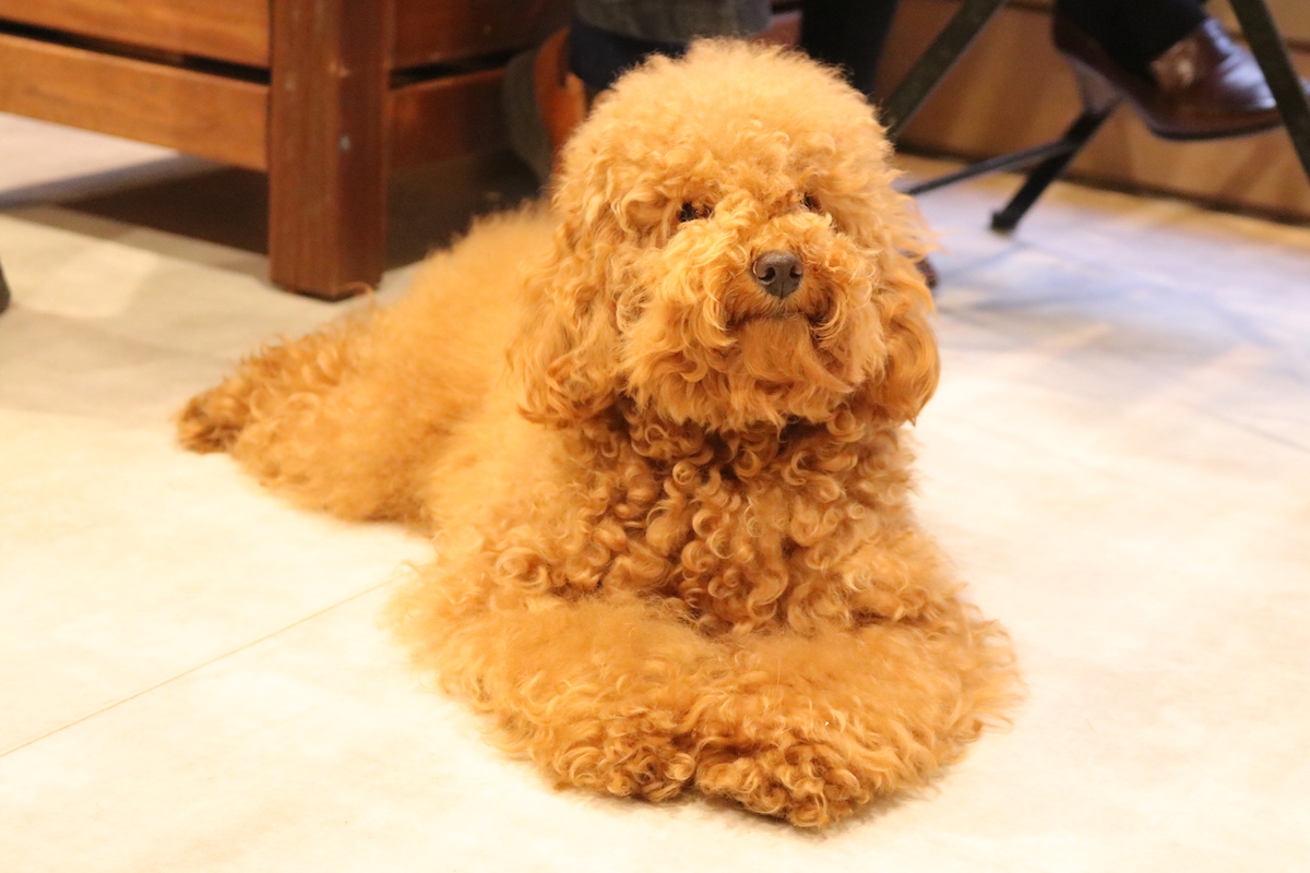 ぬいぐるみかと思うほどの愛らしさ