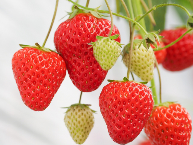 秋田のいちご狩りおすすめスポット（2024年最新版） 安くて人気の食べ放題もご紹介！