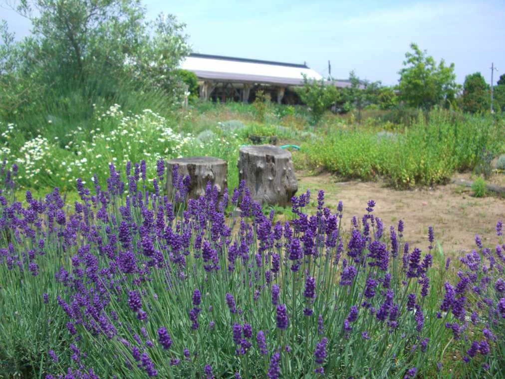 ラベンダーは6月下旬が見ごろ