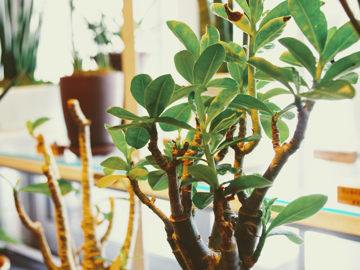 はじめての観葉植物ならこの専門店へ！ズボラ女子でも叶う緑ある生活