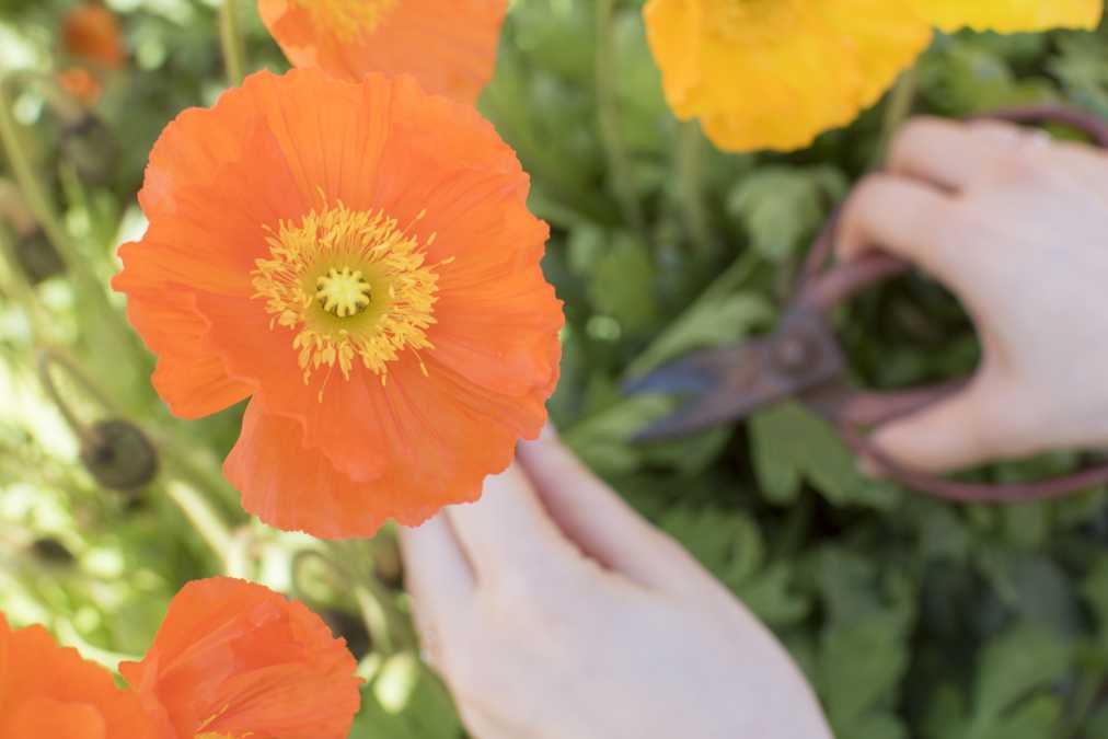 ポピーは10本200円