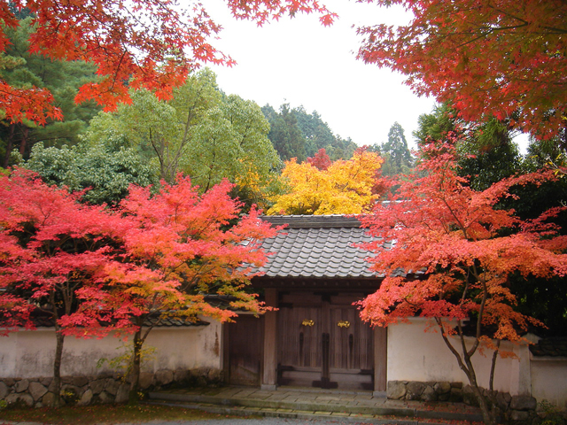 福岡県でおすすめの紅葉名所～見頃などの2025年情報～