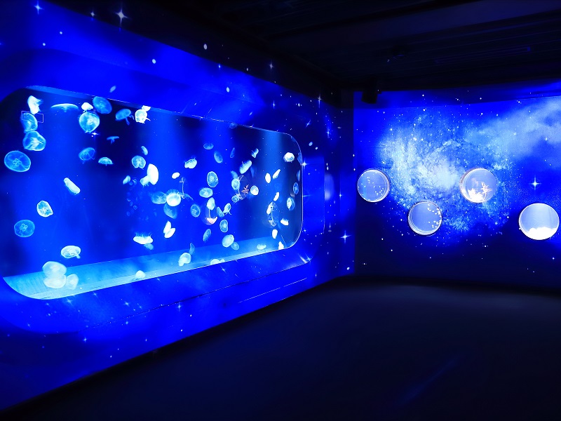 開催場所：くらげエリア