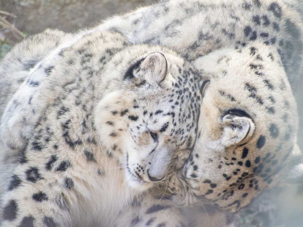 【フォトジェニックなカメラ女子旅】ベビーラッシュの動物園でふわもこの赤ちゃんアニマルに癒されよう