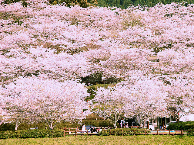 【2025年最新】宮崎県のお花見スポット9選 地元の桜並木から桜祭りで人気の名所まで