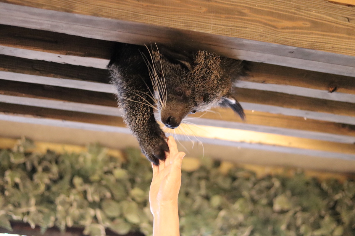 遊ぶのが大好き！ ハイタッチできる場合もあります