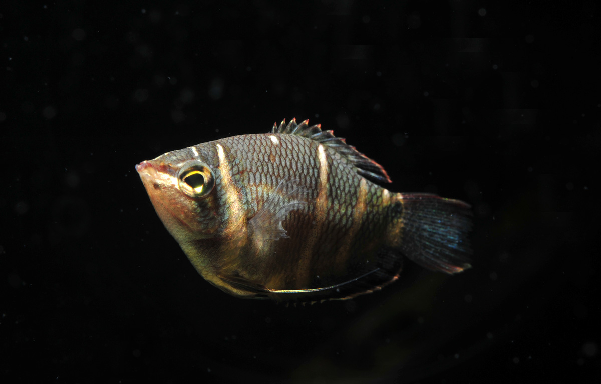 チョコレートグラミー