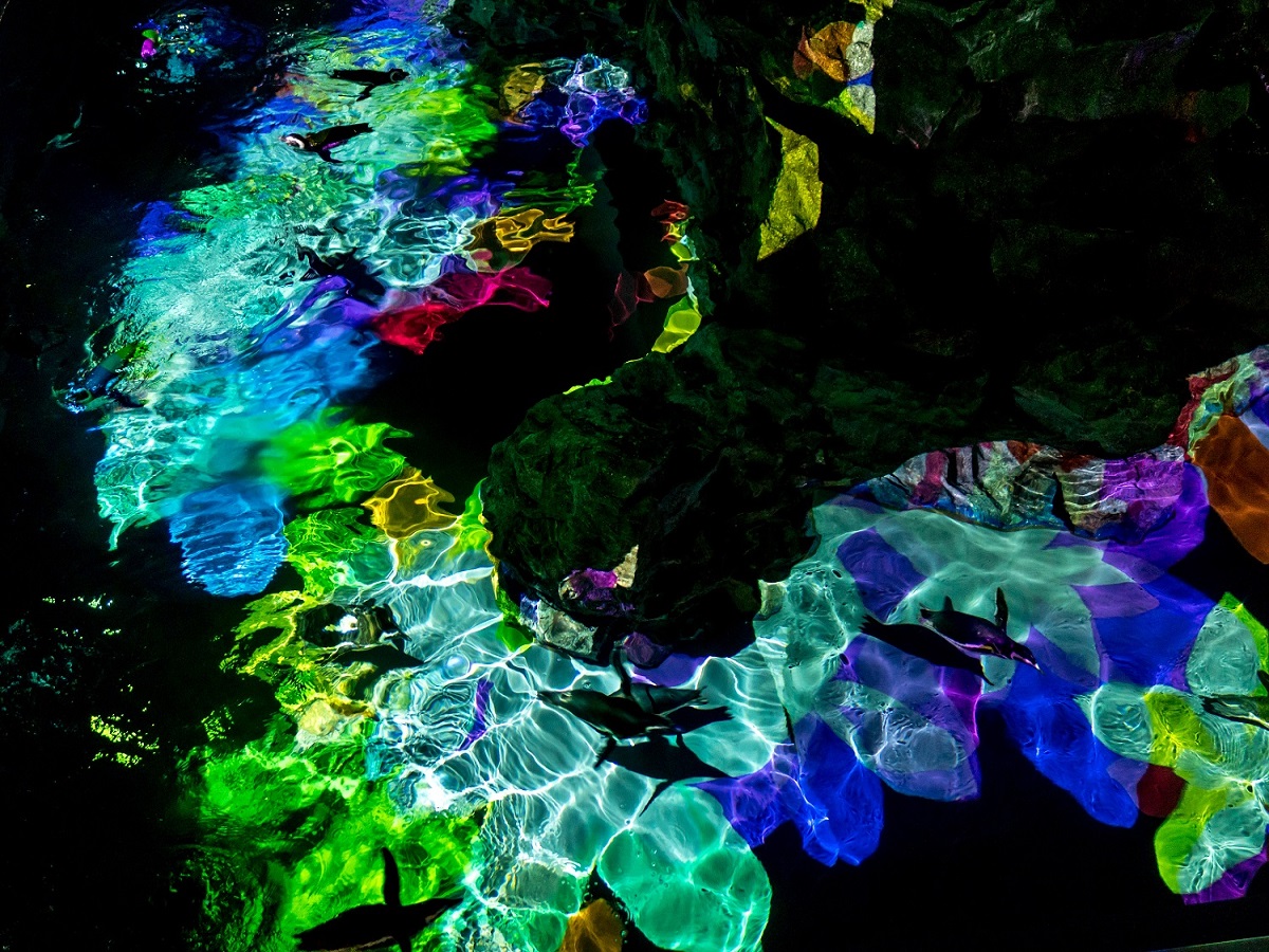 クリスマスデートにおすすめ！すみだ水族館「ペンギンと過ごすクリスマス」