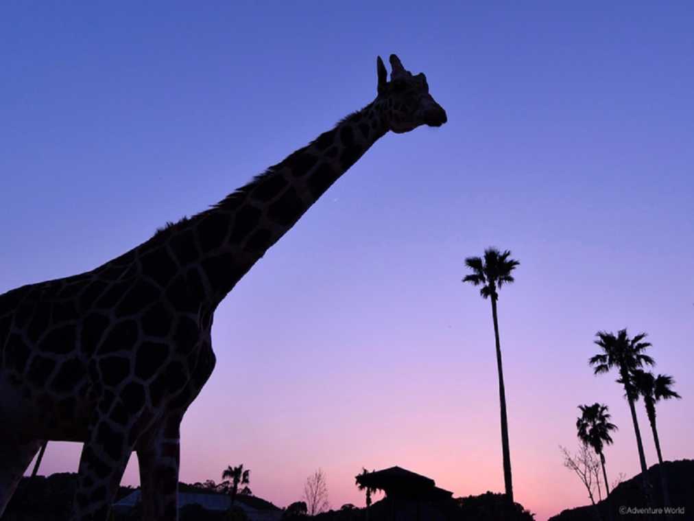 夜の動物園はロマンティック！アドベンチャーワールドの「ナイトアドベンチャー」