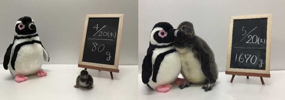 （左）ぬいぐるみと比べてこんなに小さかった赤ちゃん（右）1カ月でぬいぐるみと同じサイズに！写真は2017年のもの