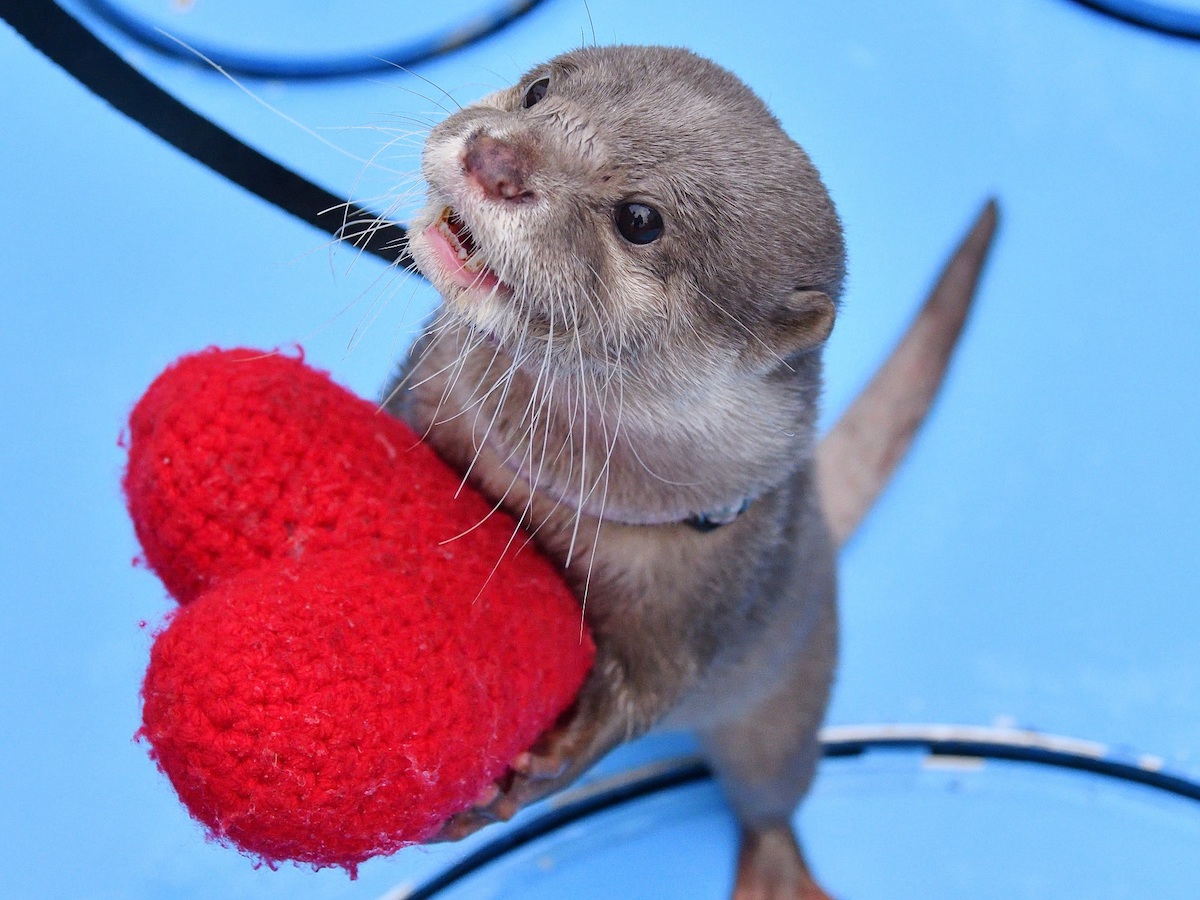 池袋サンシャインシティのバレンタインはスペシャル企画が目白押し！