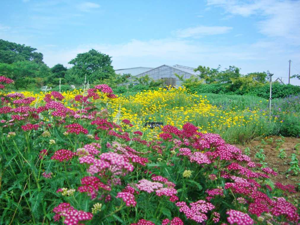 ヤロウやダイヤーズカモミールが咲き誇る