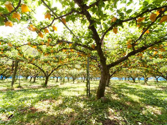鳥取県でおすすめの梨狩り（2025）時期や食べ放題、品種は？