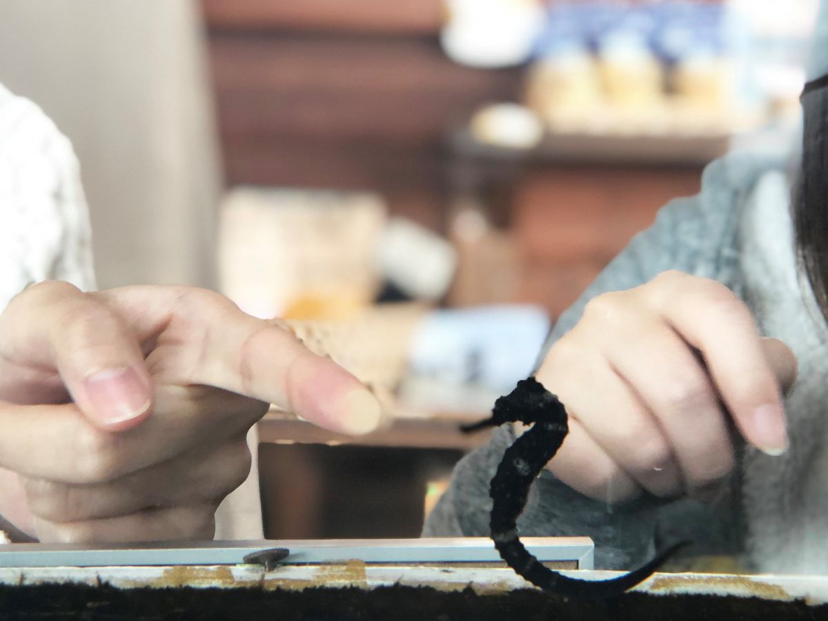 “タツノオトシゴ”が幸運のシンボルって知ってる？幸せのおすそ分けがもらえそう