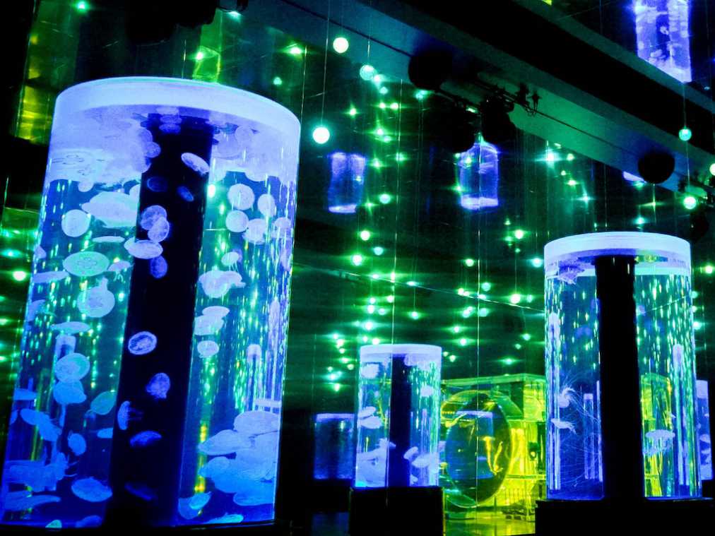 光の魔法がかかる夜のイルカショーでロマンチックなデートはいかが？