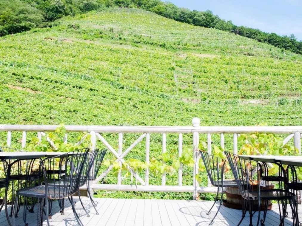 週末リフレッシュ！ぶどう畑を眺めながらいただく栃木のワイナリーランチ