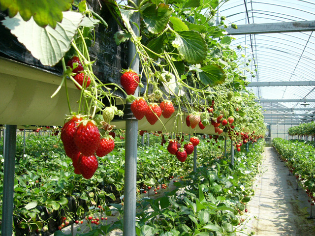 三重のいちご狩りおすすめスポット（2025年最新版） 安くて人気の食べ放題もご紹介！