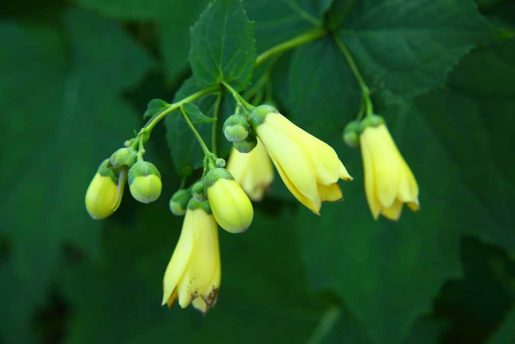 キレンゲショウマ