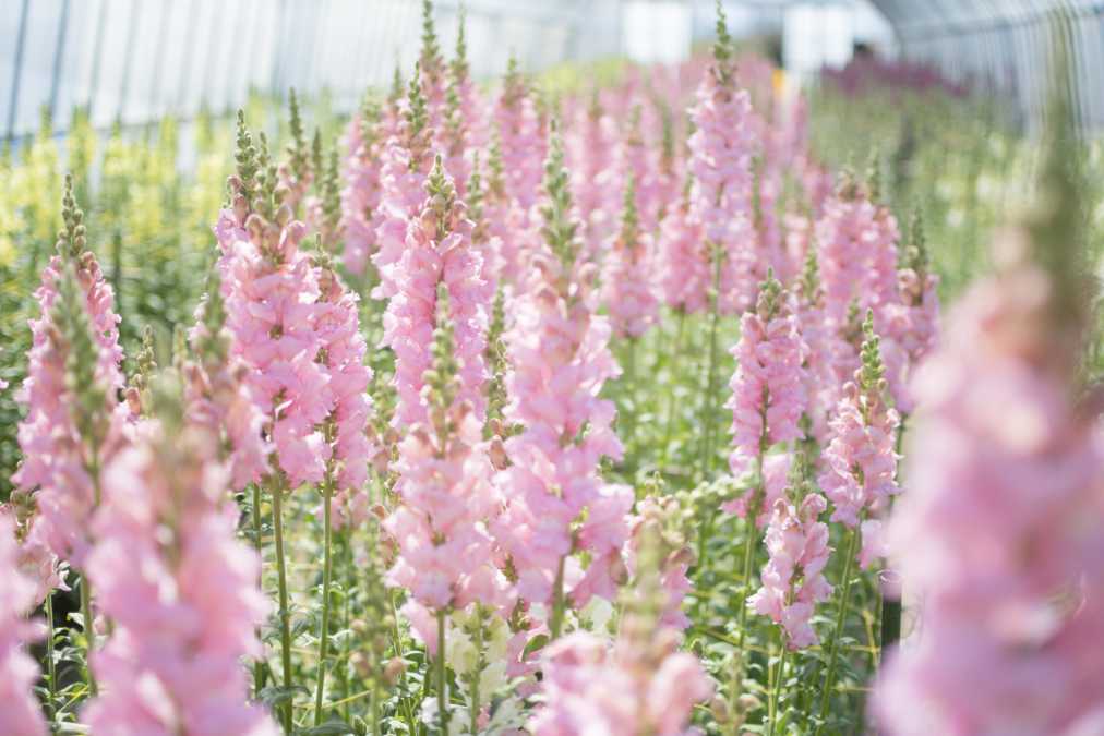 キンギョソウは1本150円