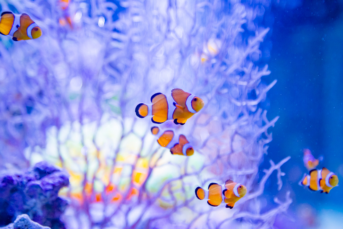 水槽ではかわいいクマノミをはじめ、色鮮やかな魚が遊泳中