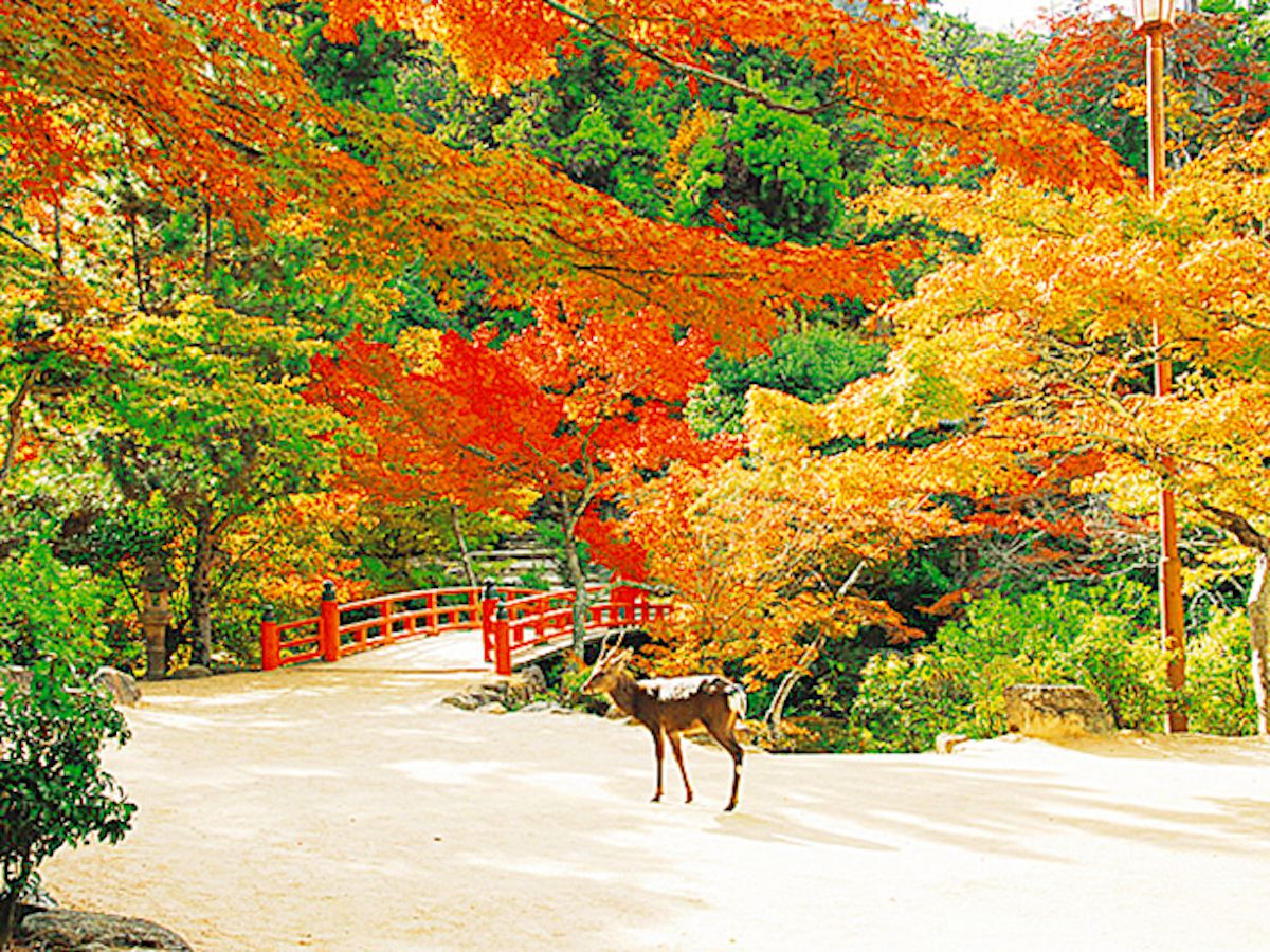 弥山のふもと、色づく紅葉谷公園