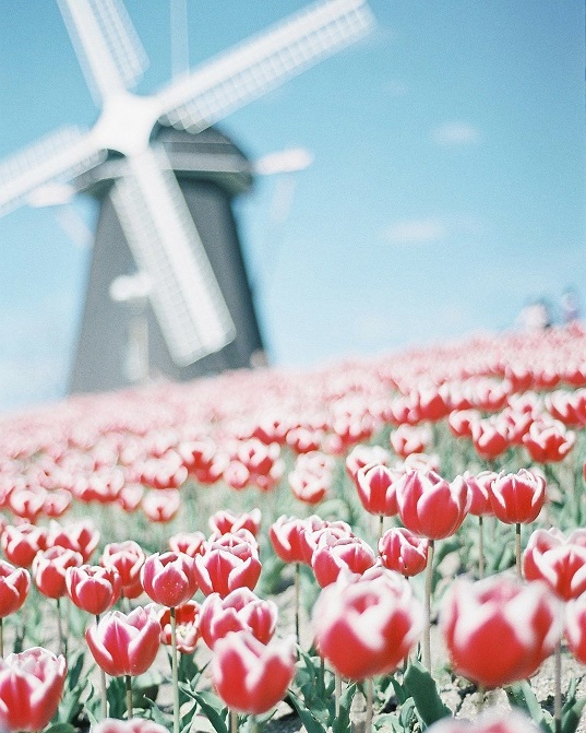 ※写真は2016年春撮影のものです。チューリップの色は年によって変わります