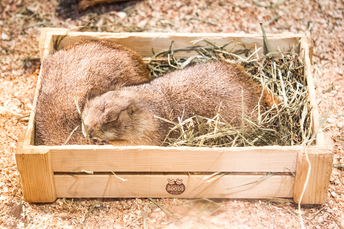 2匹のプレーリードッグは木箱でお休み中